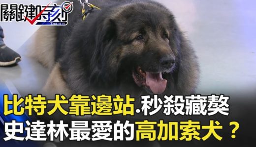 比特犬都要靠邊站… 秒殺藏獒！史達林最愛的巨獸「高加索犬」！？ 關鍵時刻 20180404-2 馬西屏 陳建宏