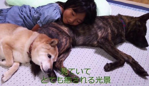 甲斐犬と柴犬の年の差バトル＝！