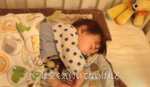 ピットブルが夜中にとる行動【人間赤ちゃんを守るピットブル犬】