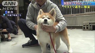 秋田犬の「マサル」　ザギトワが待つロシアへ出発(18/05/25)