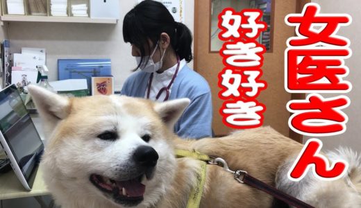 AkitaInu秋田犬女医さん大好きデレデレ♪動物病院JAPANESEAKITA