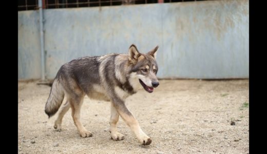 狼犬の犬舎へ行って来た！【WILD-BULLET】