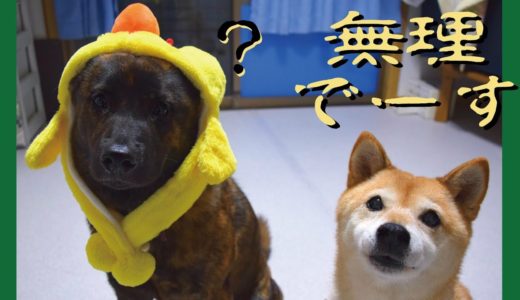 言葉をしゃべろうとする柴犬と呆れる甲斐犬＝！