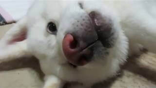 【秋田犬ゆうき】サークルに戻りたくないので脱力して抵抗する【akita dog】