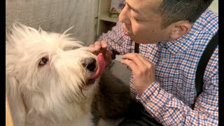 【有名ミュージカル犬】優しい大型犬！オールドイングリッシュシープドッグSP