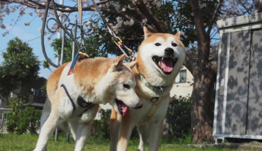 永眠した先住犬ミッチーを起こそうとする柴犬貫太