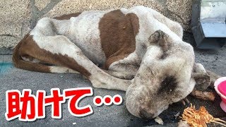 路上で死を待っていた犬！心優しい警察官に保護され新しい犬生が始まる【感動する話】