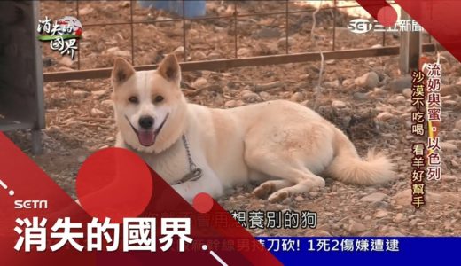 狗界戰鬥民族!以色列國犬超兇狠 迦南犬隨時保持警覺