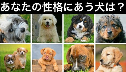 【心理テスト】あなたの性格にピッタリな犬はこれ！深層心理から相性のいい犬をみつけるテスト