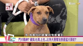 老貓撂倒殘暴比特犬!? 天性殘暴好鬥比特犬超萌乖外表暗藏爆裂咬合力!? 國民大會 20180613