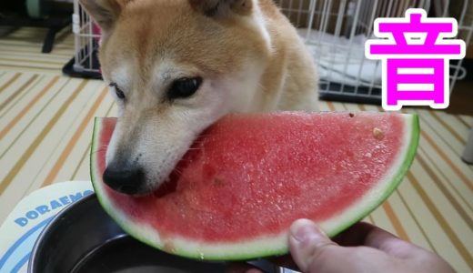 柴犬小春　【ASMR】大好物、スイカにかぶりつく音がもう！音フェチｗ　Shiba eats Watermelon!