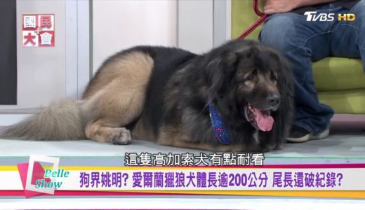 國寶神犬! 高家索犬身價飆千萬 世界