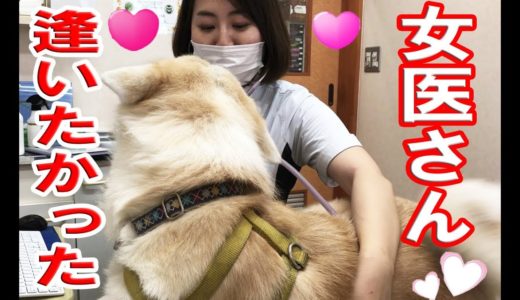 AkitaInu女医に恋する秋田犬・逢いたかったですveterinary hospital