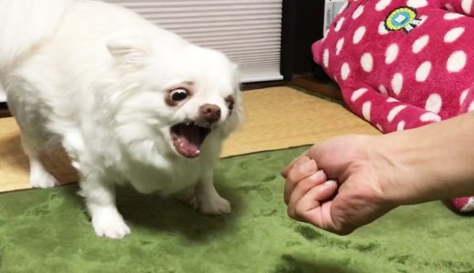 にぎりっぺに怒る犬！たいがいにしときーよ!?-AngryDog Stop it