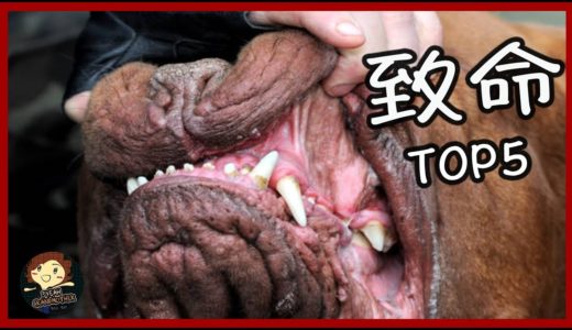 【五大 】5個 咬合力最強的犬種 Top 5 Dogs with the Strongest Bite Force in the World－ 三爺奶奶頻道