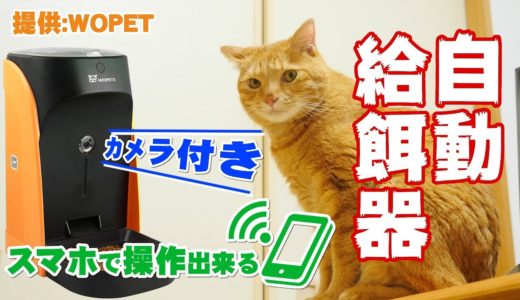 スマホで操作出来るカメラ付き自動給餌器 (犬・猫) の開封と初期設定レビュー！【WOpet】[4K]