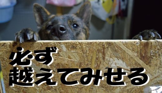 甲斐犬の子犬に元気をもらった＝！【甲斐犬・柴犬】