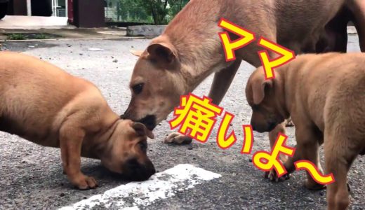 【犬９匹と海外生活】 ママのこと大好きなのに～😢いじめないで〜🐶 これは教育？それとも？I love my mom  don’t bully. Is this education?  Or?