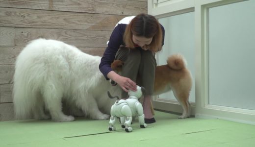 ソニーの犬型ロボット「aibo」と犬の共生の可能性を探る実験動画