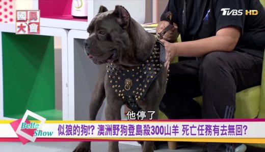 黑幫最愛猛犬!