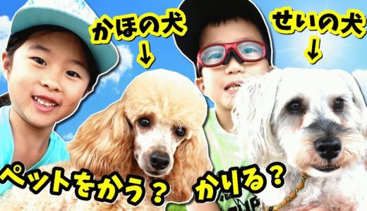 かほせい ペット🐶🐱をかう？ 犬 猫 お世話 散歩💩 わんわんパーク🐶 ねこカフェ🐱