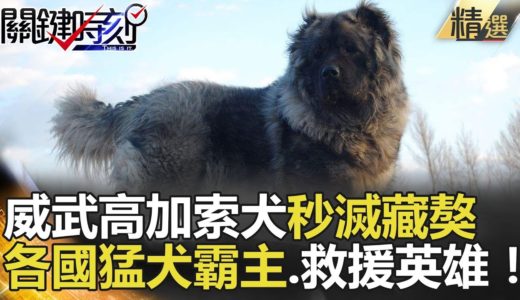 威武高加索犬秒滅藏獒！各國猛犬霸主.救援英雄！ - 關鍵時刻精選 陳建宏 朱學恒 馬西屏 劉燦榮 楊釗