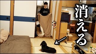 ビビり犬に”消えるドッキリ”を仕掛けてみたら...！！