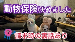 これで簡単に理解出来る動物保険のまとめ永久保存版　【かわいい犬】【ペット動画】【犬の保険】