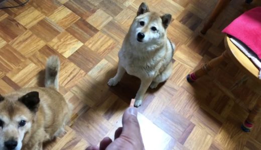 柴犬モモと雑種犬リンゴの性格の違いを検証。あまりに違いすぎた。