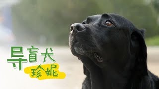 《导盲犬珍妮》 中国第一位盲人钢琴调律师和中国第十八条导盲犬的故事 | CCTV纪录