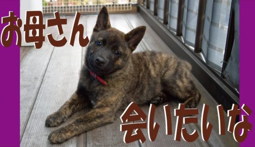 甲斐犬が生き別れた母と弟に会いに行く＝！【甲斐犬・柴犬】