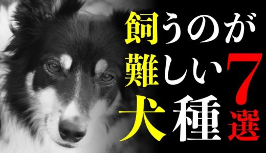 人気犬種だけど飼うのが難しいといわれる犬種7選