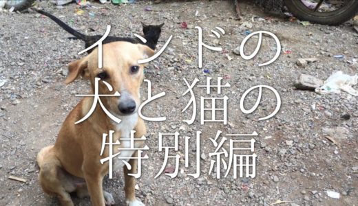 【番外】インドの犬と猫の特別編 / Indian Dog and Cat