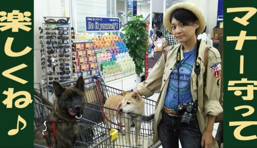 甲斐犬と柴犬を連れてホームセンターへ＝！