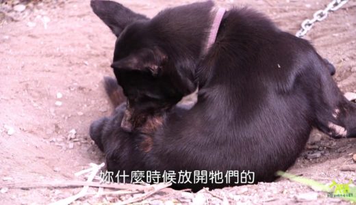 讓牠自由，謝謝你－請給被鏈犬自由影像分享會