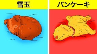 寝相からわかるイヌのこと