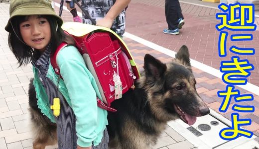 シェパード犬・学校に迎に来たよ♪GermanShepherd  I came to the school