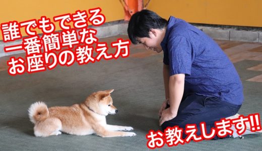 犬しつけ 誰でもできる一番簡単なお座りの教え方 ワンちゃんトレーニング