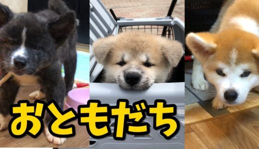 秋田犬ベイビーズ！お友達ができたらんぷちゃん。「はると」にいちゃんと「はな」おねえちゃんと一緒に遊ぶ～の巻