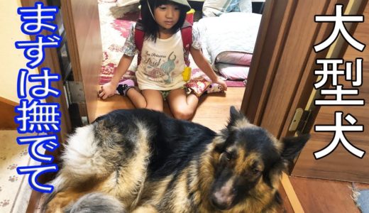 お帰り！甘えるシェーパード犬と孫娘の日常風景