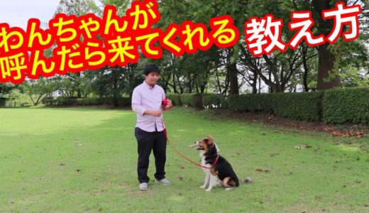 犬のしつけ わんちゃんのトレーニング 呼び戻し編