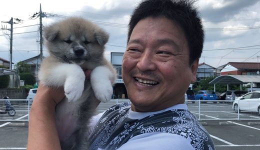 これ秋田犬？生後2か月経たない赤ちゃん犬「らんぷ」君がついに我が家にやってきた！