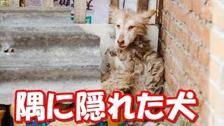 隅に隠れたままのハスキー犬！里親の愛情で活溌な犬に変わる