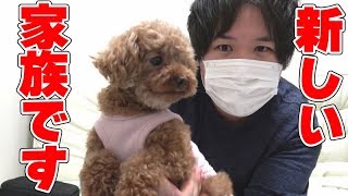 【ご報告】家族が増えました！犬飼います！【ティーカッププードル】【いぬ dog】