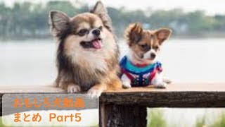 【面白 犬】おもしろ犬動画まとめ #5【かわいい】