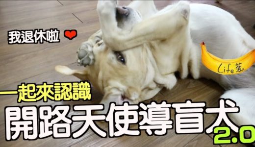 『毛小孩系列』退役的導盲犬都去哪了？開路天使導盲犬 2.0