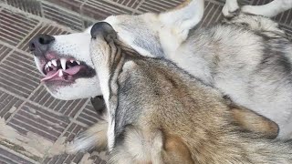 これぞツンデレ！唸っていた狼犬が飼い主にデレる瞬間