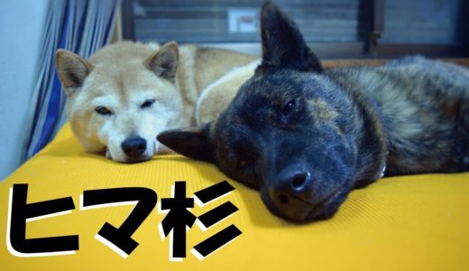 甲斐犬と柴犬と過ごす平日の午前＝！