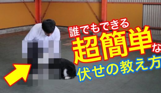 誰でもできる簡単な伏せの教え方 犬ワンちゃんのしつけトレーニング