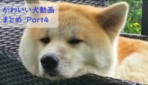 【面白 犬】おもしろ犬動画まとめ！#4【かわいい】